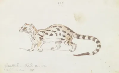 Small Indian Civet