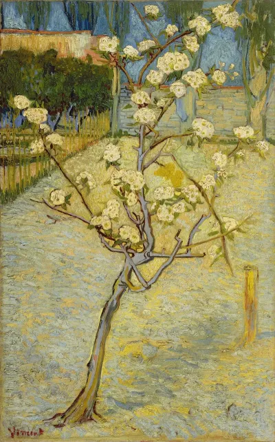 Small Pear Tree In Blossom