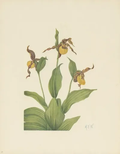 Small Yellow Ladyslipper Cypripedium Parviflorum 3