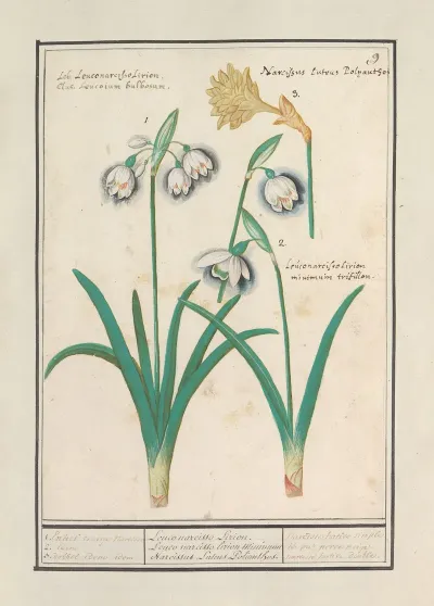 Sneeuwklokjes Galanthus En Een Narcis Narcissus