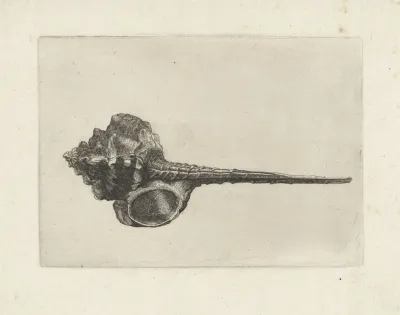 Snipeis Bill Murex Murex Haustellum