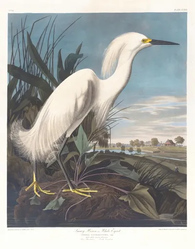 Snowy Heron Or White Egret