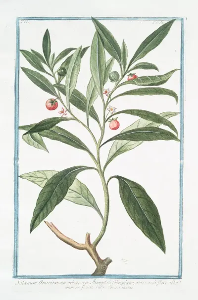 Solanum Americanum Arborescens Amuggdali Folio Plano Atroviridi Flore Alba Minore Fructu Rubre Cerasi Instar Nightshade