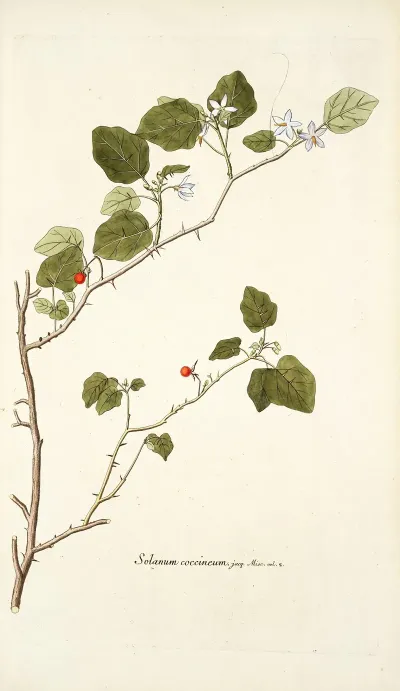 Solanum Coccineum