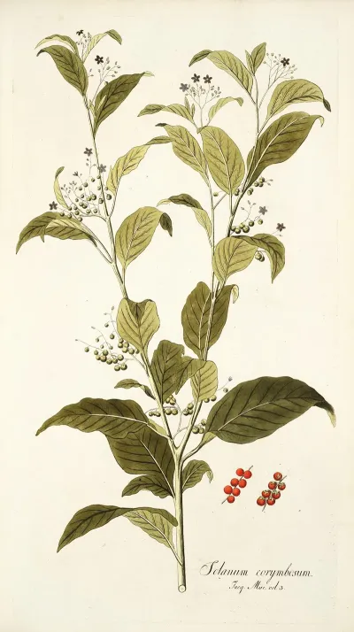 Solanum Corymbosum