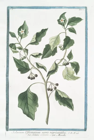 Solanum Officinarum Acinis Nigricantibus Solatro Volgare Morelle