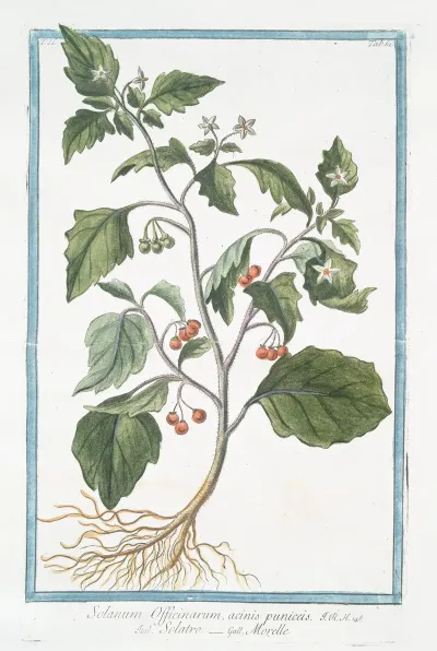 Solanum Officinarum Acinis Puniceis Solatro Morelle