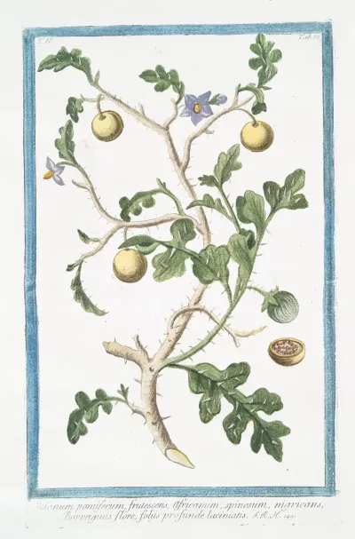 Solanum Pomiferum Frutescens Africanum Spinosum Nigricans Borraganis Flore Foliis Profunde Laciniatis