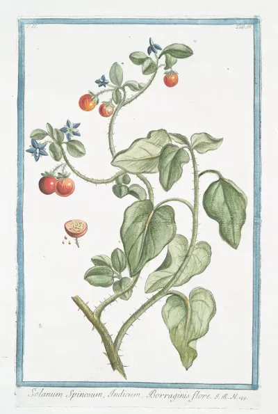 Solanum Spinosum Indicum Borraginis Flore