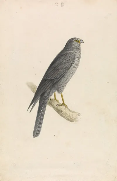 Sooty Falcon
