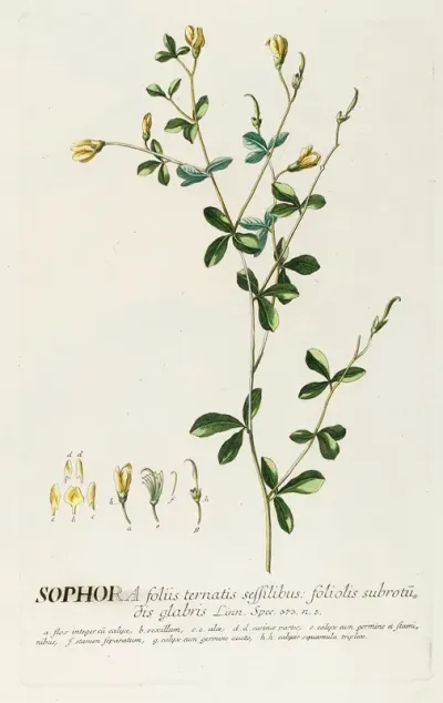 Sophora Ii