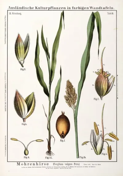 Sorghum Vulgare Sorghum
