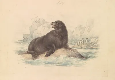 South American Sea Lion 2