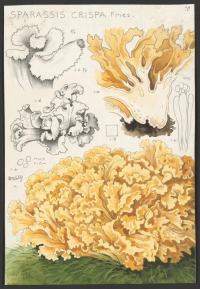 Sparassis Crispa Fries
