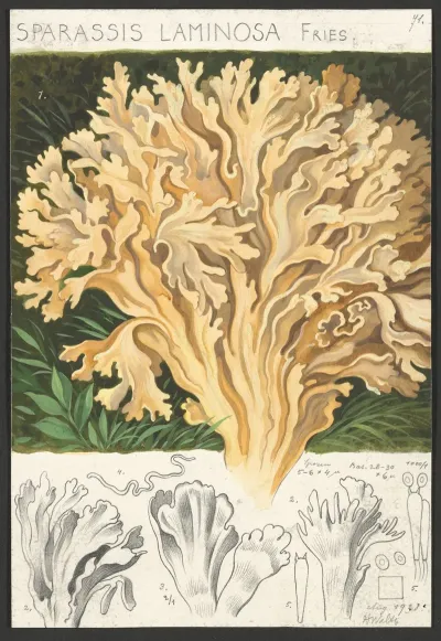 Sparassis Laminosa Fries