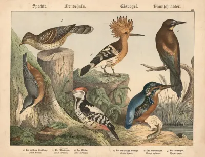 Spechte Wendehals Eisvogel Dunnschnabler