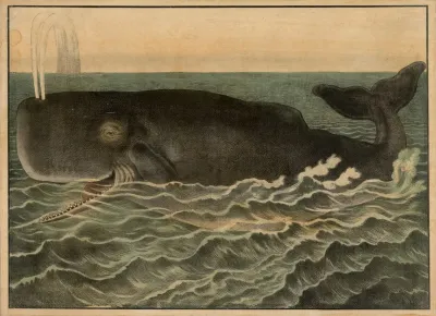 Sperm Whale