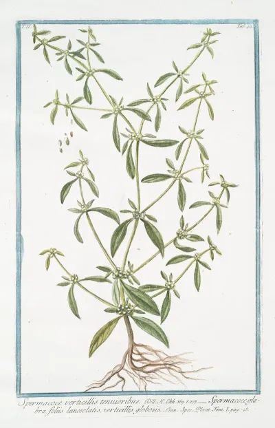 Spermacoce Verticillis Tenuioribus Spermacoce Glabra Foliis Lanceolatis Verticillis Globosis Shrubby False Buttonweed