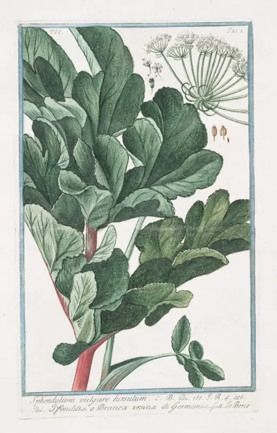 Sphondylium Vulgare Hirsutum Sfondilis E Branca Ursina Di Germania Hairy Cow Parsnip