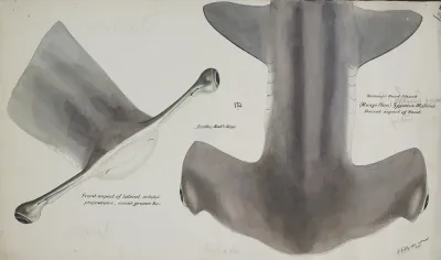Sphyrna Zygaena Nz Hammerhead Shark Head Dorsal Aspect