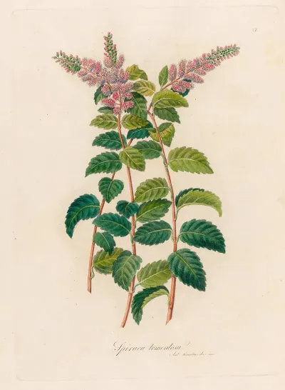 Spiraca Tomentosa