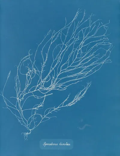 Sporochnus Rhizodes