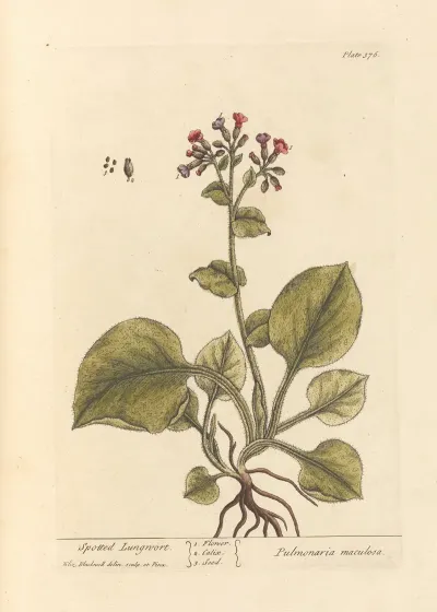 Spotted Lungwort