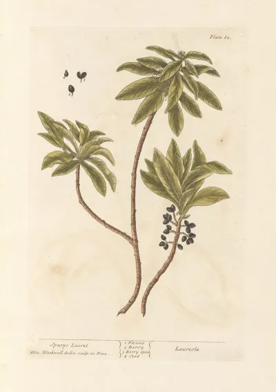 Spurge Laurel