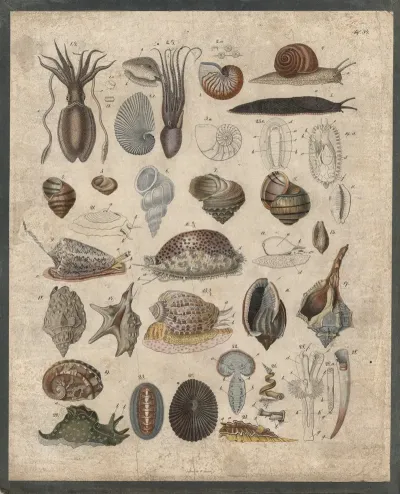 Squid Snails Etc