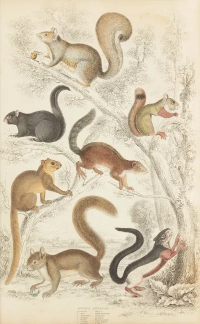 Squirrels 2
