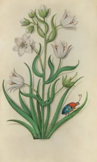 St Bernards Lily Anthericum Liliago With A Blue Ladybeetle