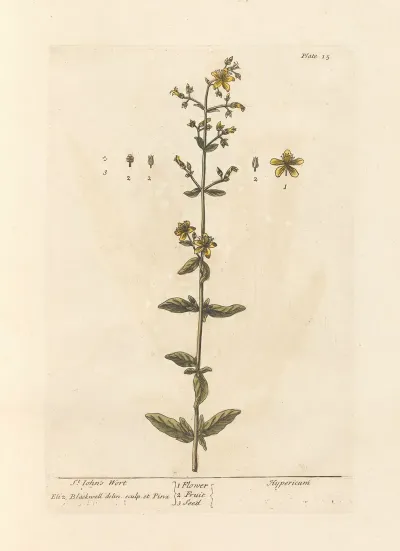 St Johns Wort