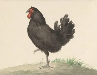 Staande Zwarte Kip