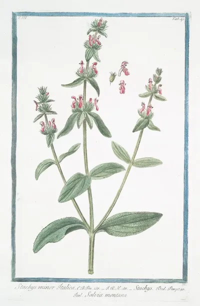 Stachys Minor Italica Stachys Salvia Montana Hedge Nettle Betony Wundwort