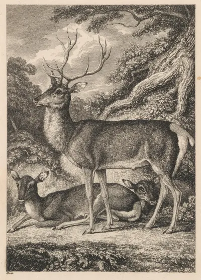 Stag 2