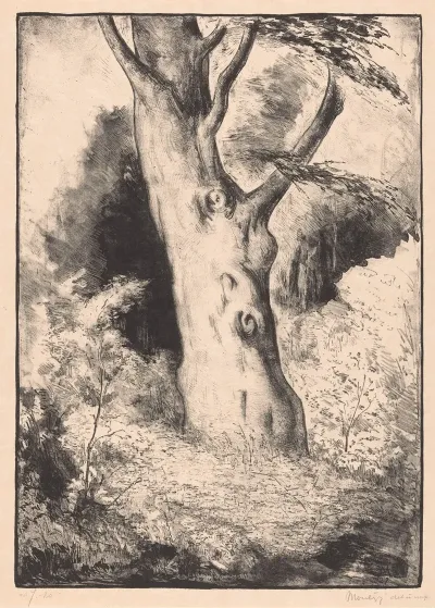 Stam Van Een Beukenboom