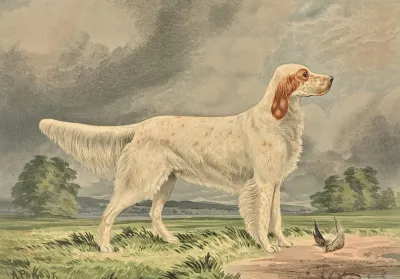 Standing Irish Red And White Setter Facing Right Bird At Feet