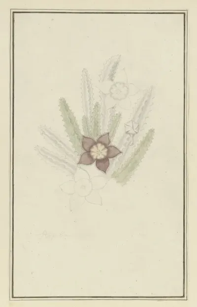 Stapelia Hirsute L Starfish Flower