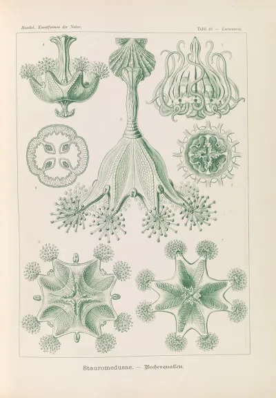 Stauromedusae Becherquallen
