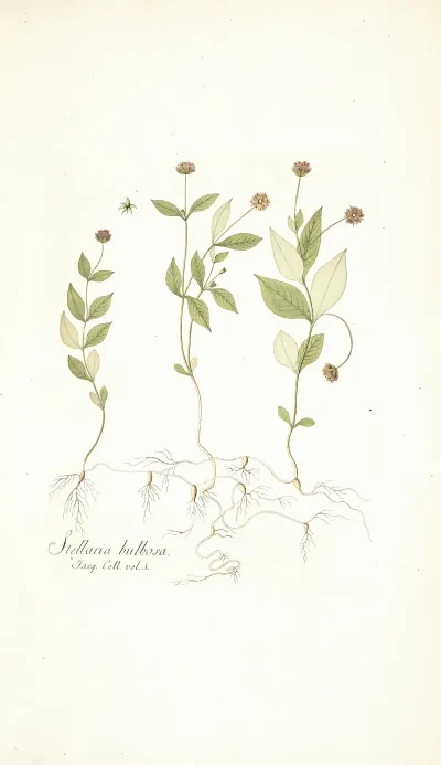 Stellaria Bulbosa