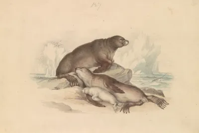 Steller Sea Lion