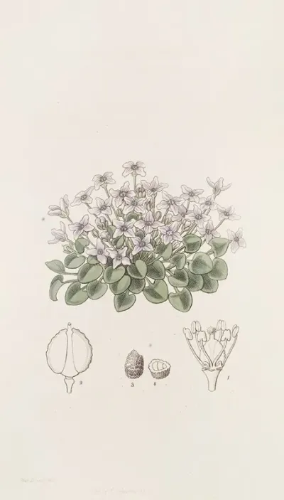 Stemless Violet Cress