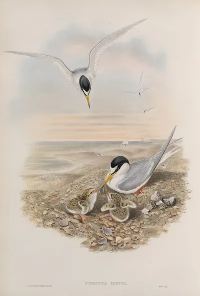Sternula Minuta Little Tern