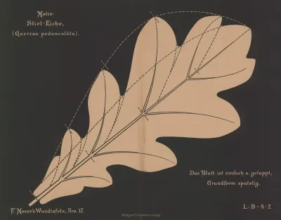 Stiel Eiche Quercus Pedunculata
