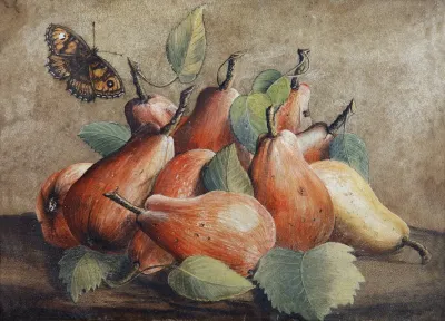 Stillleben Mit Birnen Und Einem Schmetterling