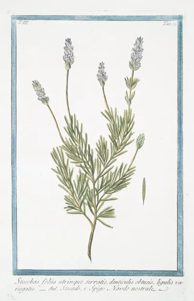 Stoechas Foliis Utrinque Serratis Denticulis Obtusis Ligulis Variegatis Stegade E Spigo Nardo Nostrale French Lavender