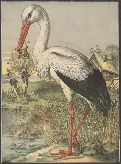 Stork 4