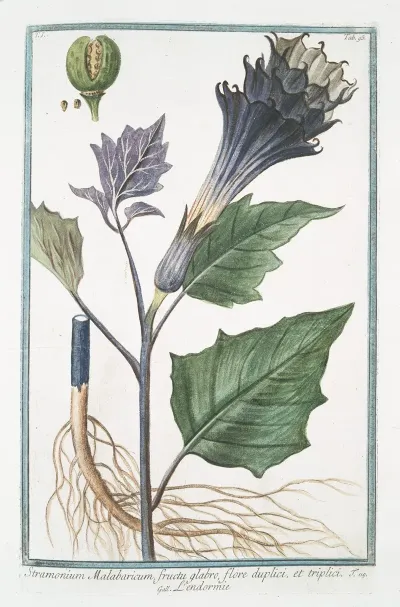 Stramonium Malabaricum Fructu Glabro Flore Duplici Et Triplici Lendormie Thornapple
