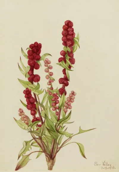 Strawberry Blite Chenopodium Capitatum 2