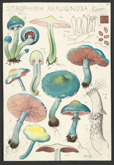 Stropharia Aeruginosa Curt